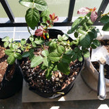 Nonwoven Grow Bags